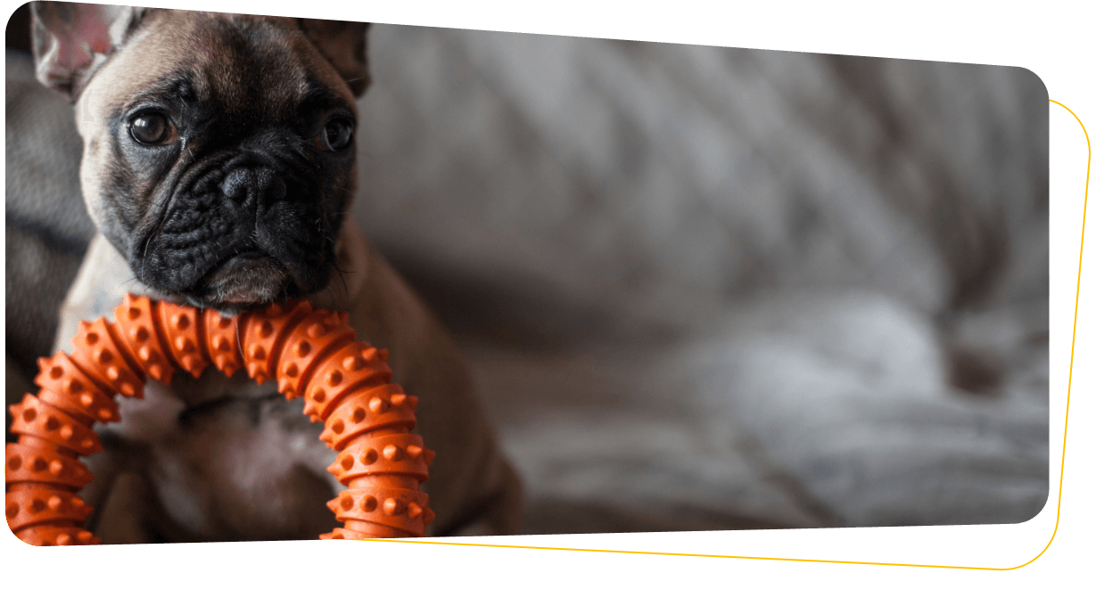 10 Supplies Your New Puppy Will Need