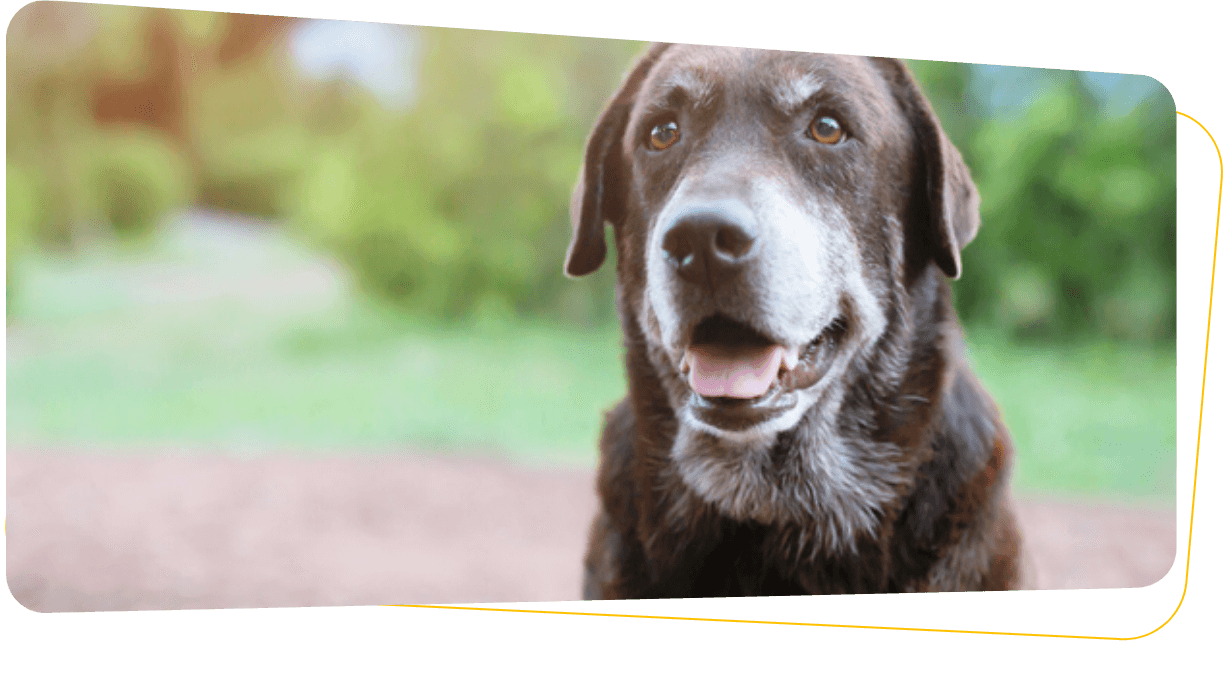 6 Essential Tips On Caring For Your Senior Dog
