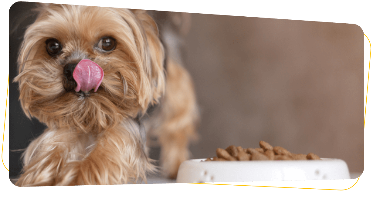 Feeding Your Puppy: When, What, & How